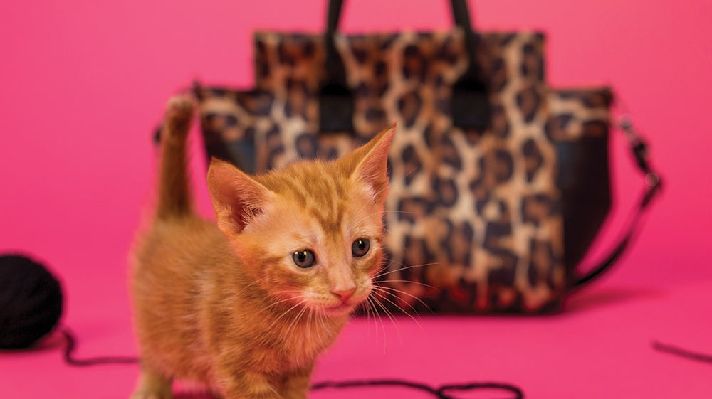 We ❤ Specs And The City + Adopting Kittens!