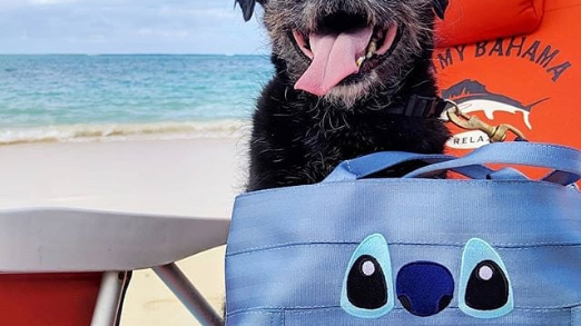Meet Noodles: Our #HelloHarveys Winner!