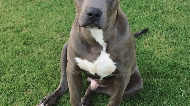 Underdog Rescue Event This Weekend!
