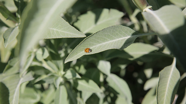 Our California Native Garden Update