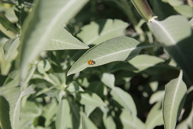 Our California Native Garden Update