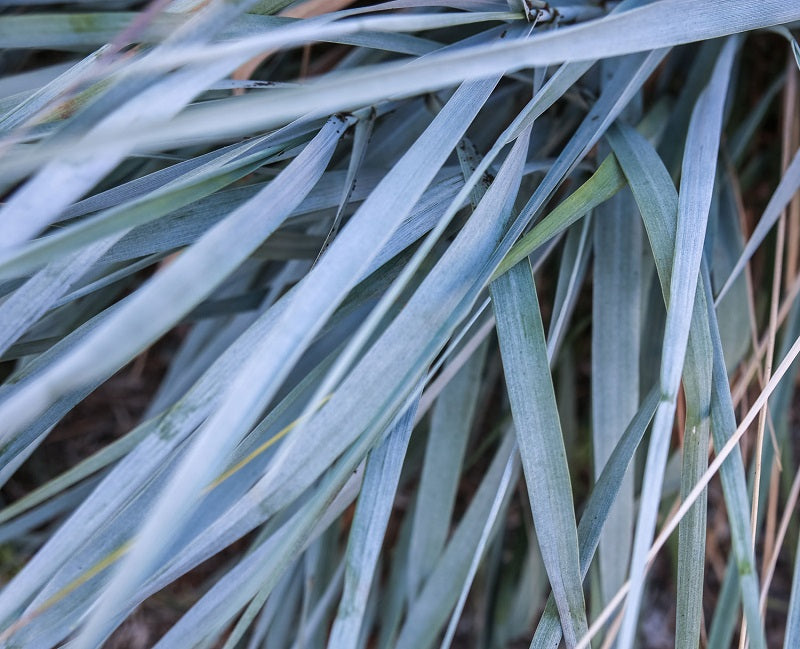 Our California Native Garden