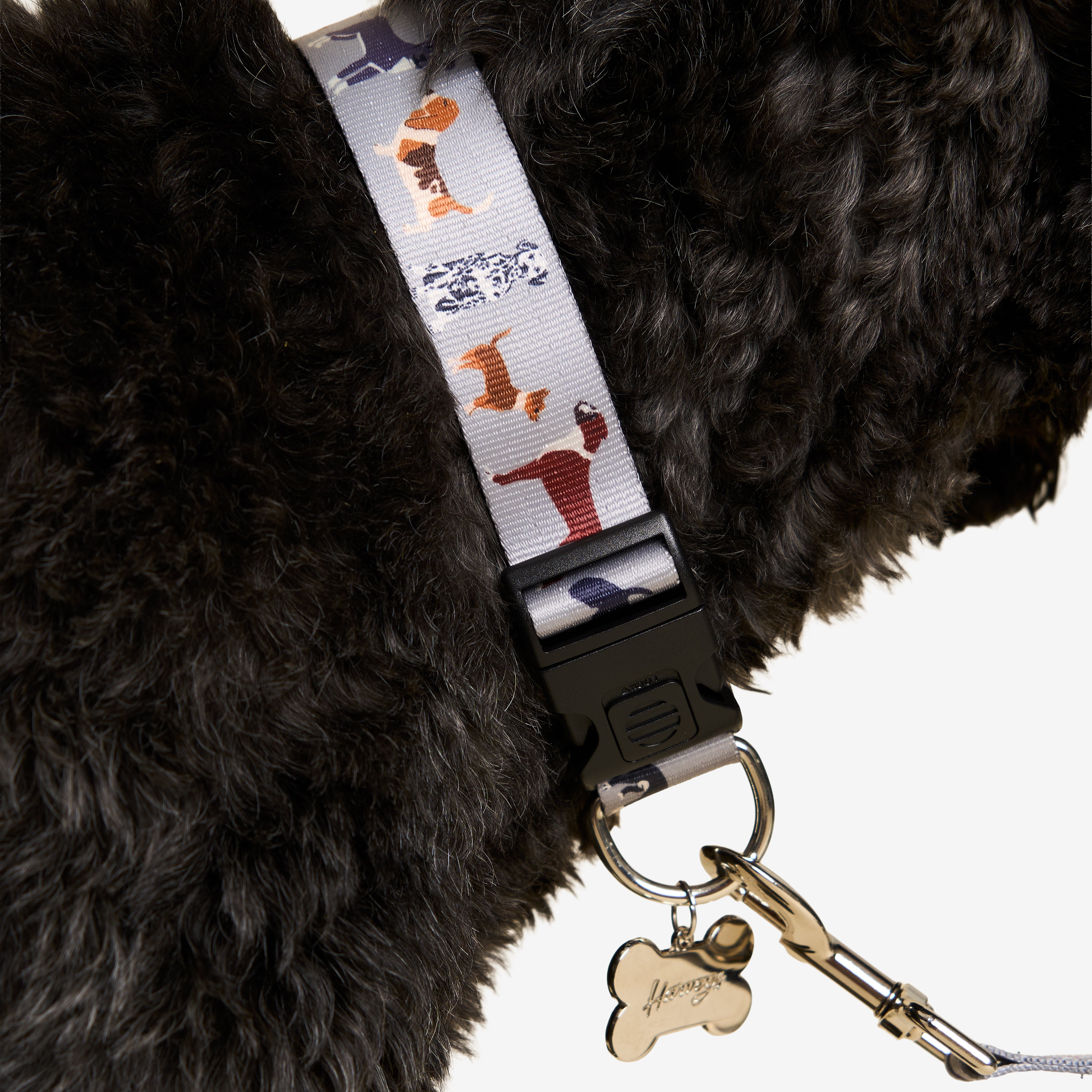 TOP DOG MED LARGE COLLAR ON DOG