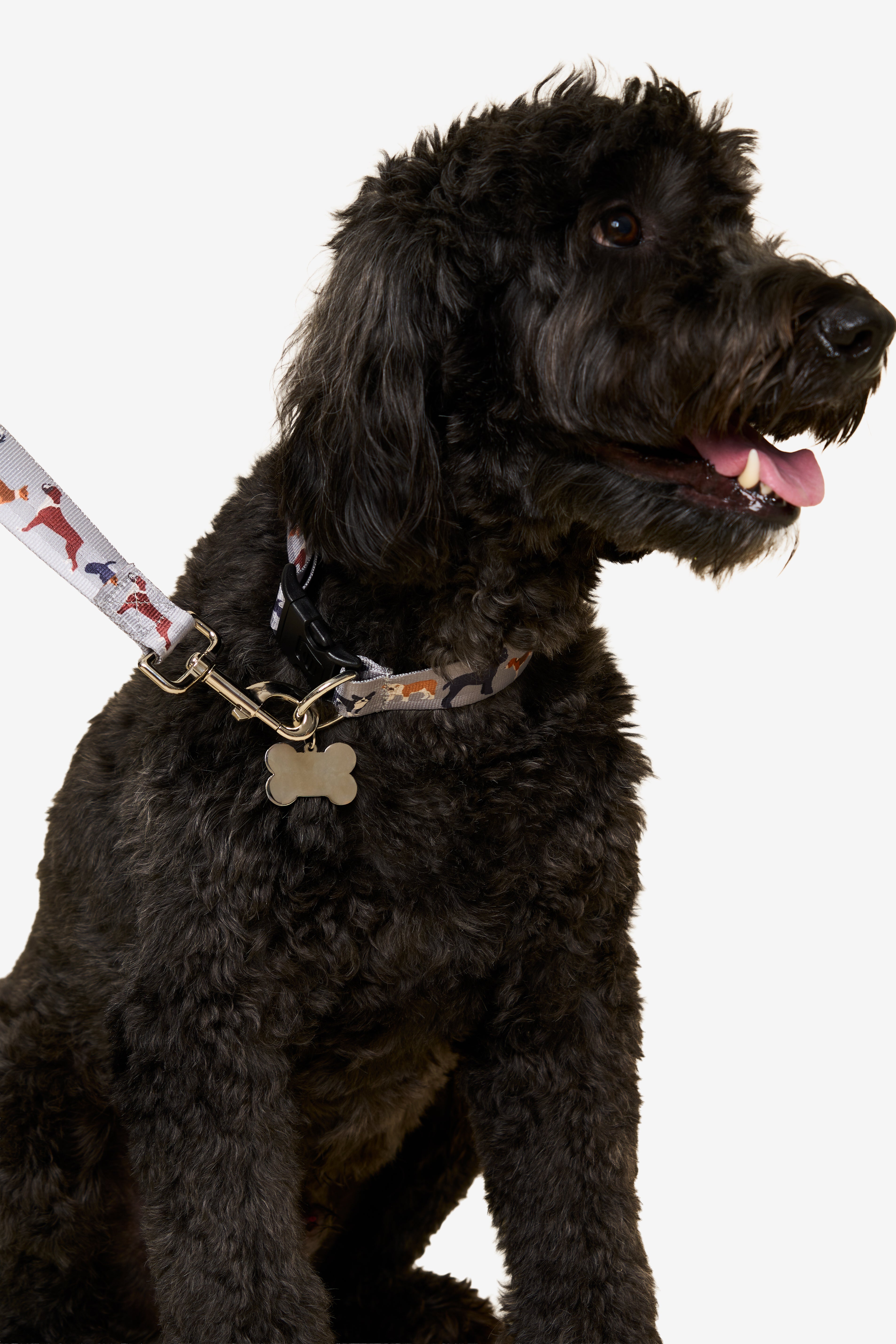 TOP DOG LEASH ON BLACK DOG
