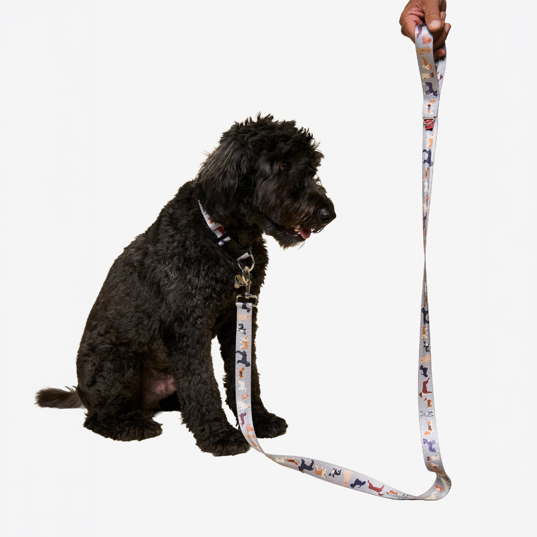 A black curly-haired dog sits on a white background wearing a patterned collar and leash held by a hand at the top right. The leash has a white base with small multicolored dog illustrations.